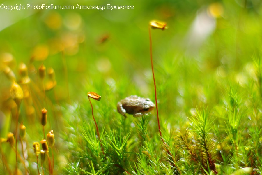 Moss, Plant, Field, Grass, Grassland, Blossom, Flora