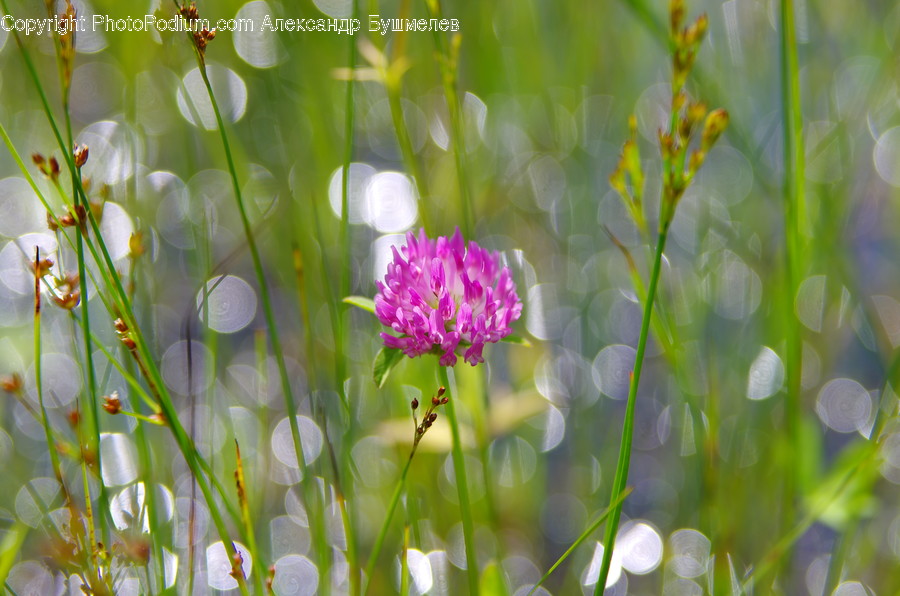 Blossom, Flora, Flower, Plant, Field, Grass, Grassland