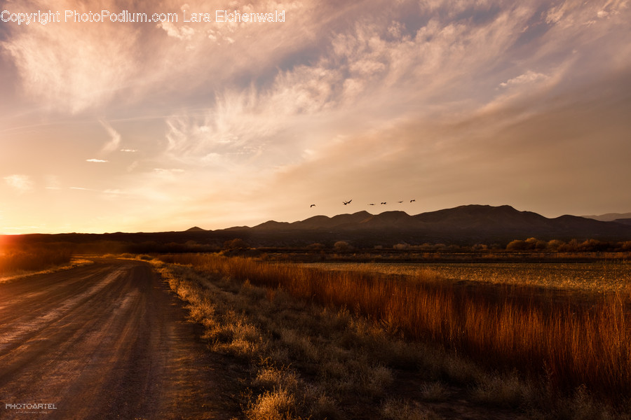 Dirt Road, Gravel, Road, Field, Grass, Grassland, Land