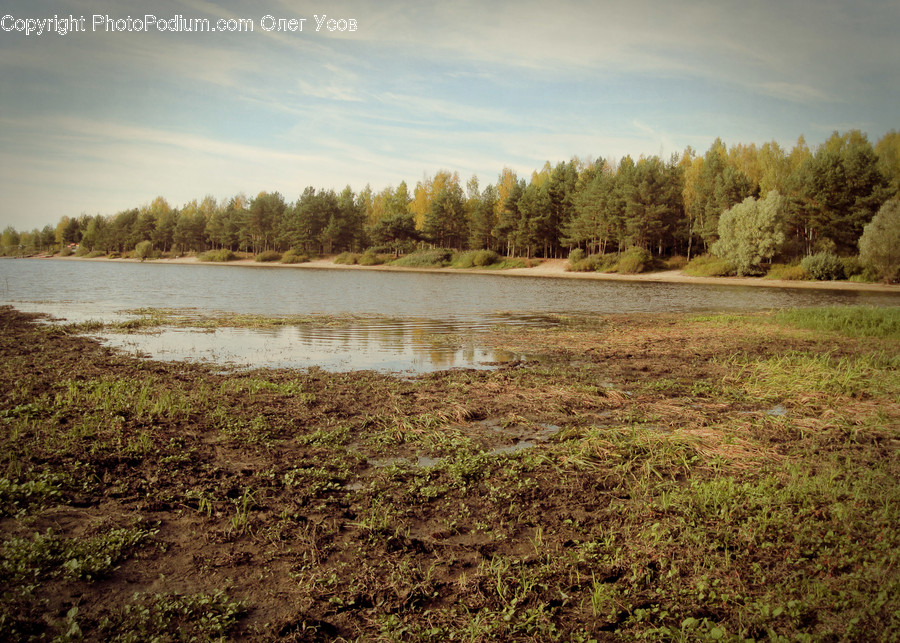 Land, Marsh, Pond, Swamp, Water, Field, Grass