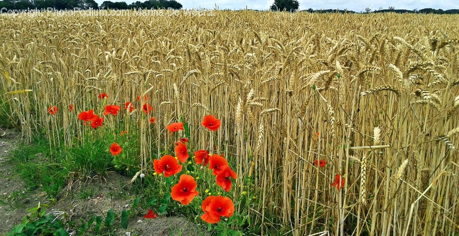 Blossom, Flora, Flower, Plant, Poppy, Grain, Grass