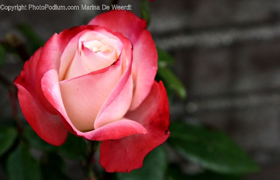 Blossom, Flower, Plant, Rose, People, Person, Human