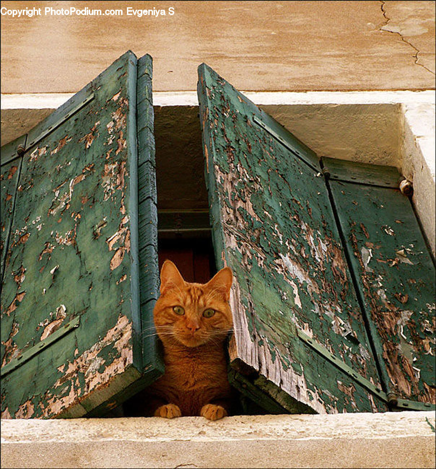 Box, Crate, Costume, Sari, Abyssinian, Animal, Cat