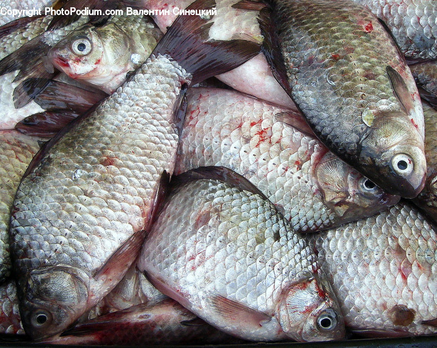 Fish, Sea Life, Food, Seafood, Mullet Fish, Herring