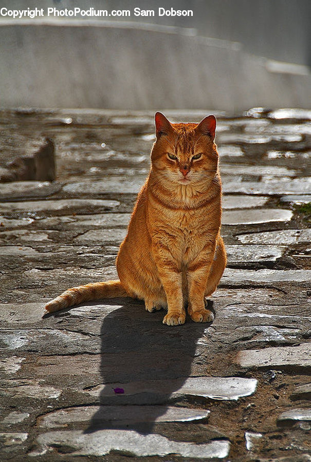 Animal, Pet, Cat, Mammal, Abyssinian, Arch, Vault Ceiling