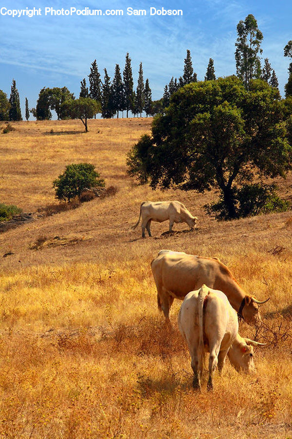Animal, Cattle, Cow, Dairy Cow, Mammal, Countryside, Grassland
