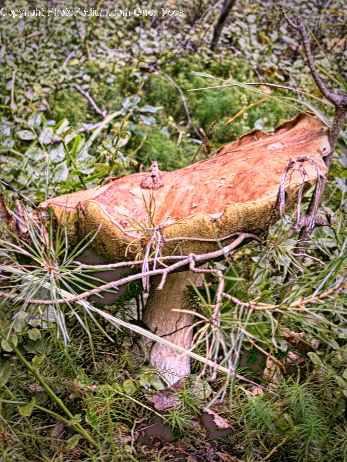 Agaric, Amanita, Fungus, Mushroom, Plant