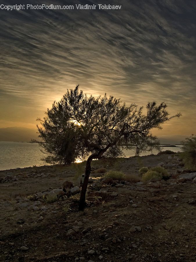 Plant, Tree, Silhouette, Conifer, Fir