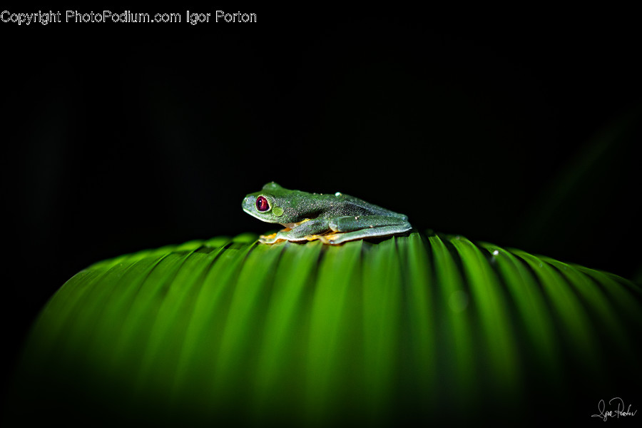 Amphibian, Frog, Tree Frog, Wildlife, Blossom
