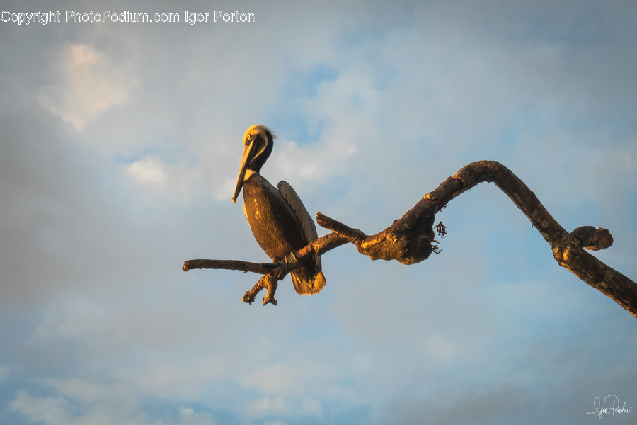 Beak, Bird, Rust, Cormorant, Waterfowl