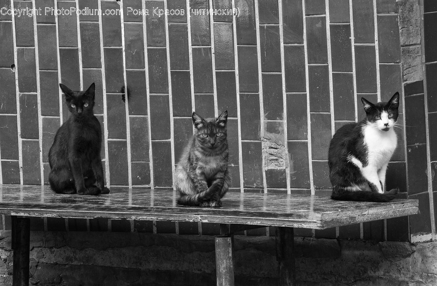Animal, Cat, Mammal, Manx, Pet