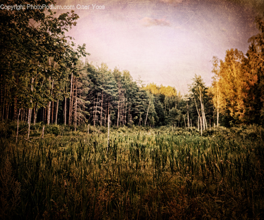 Field, Grass, Grassland, Plant, Land