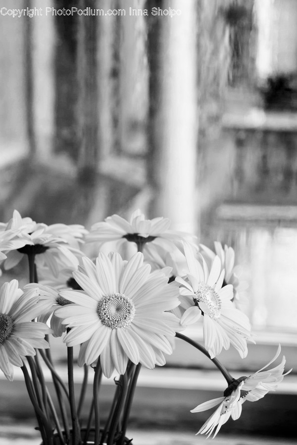 Daisies, Daisy, Flower, Plant, Blossom