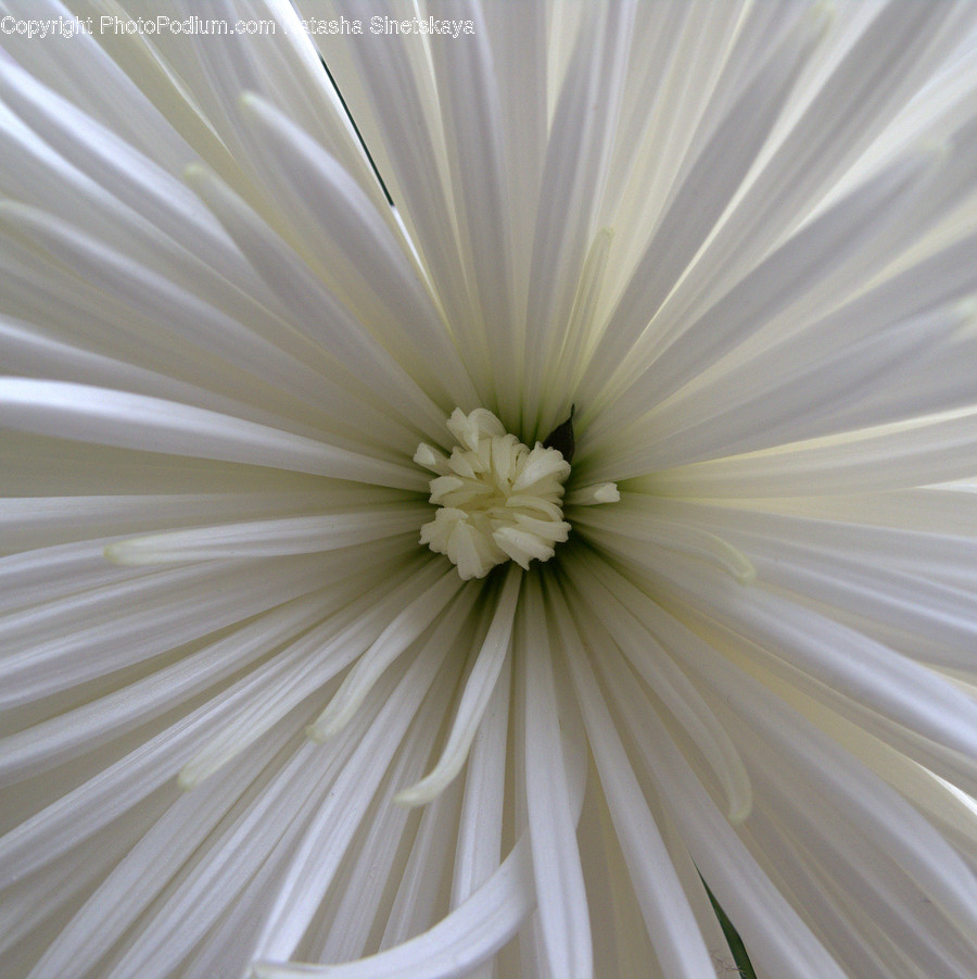 Daisies, Daisy, Flower, Plant, Cosmos