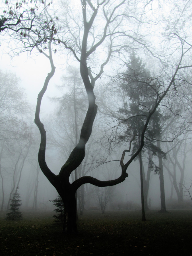 Plant, Tree, Silhouette, Forest, Vegetation