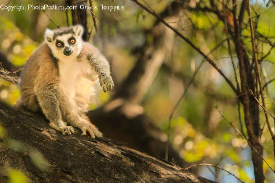 Animal, Lemur, Mammal, Monkey, Wildlife