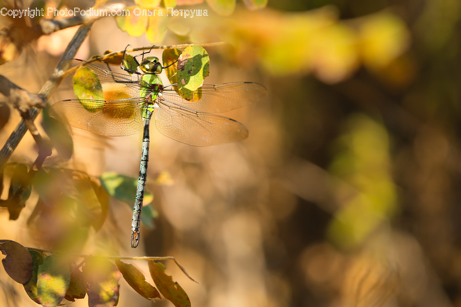 Anisoptera, Dragonfly, Insect, Invertebrate, Arachnid