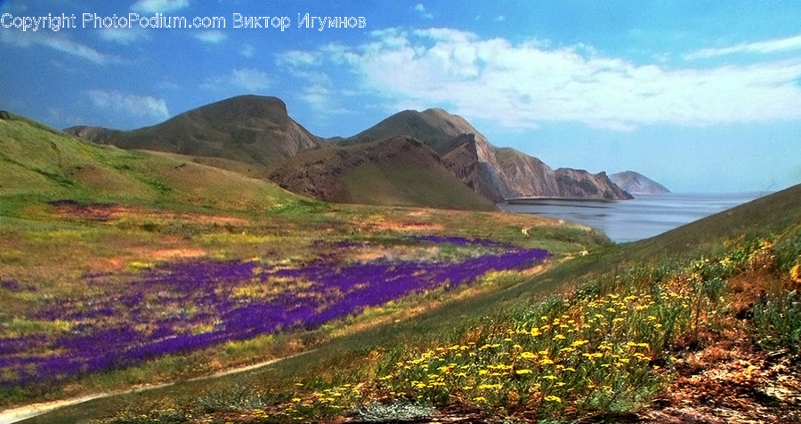 Field, Grass, Grassland, Land, Outdoors