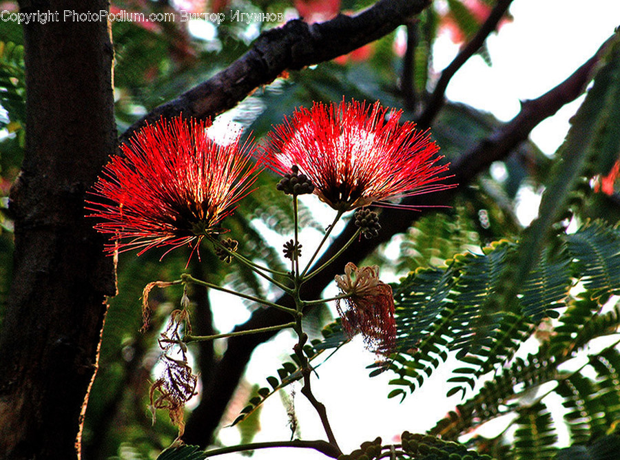Flower, Mimosa, Plant, Blossom, Flora