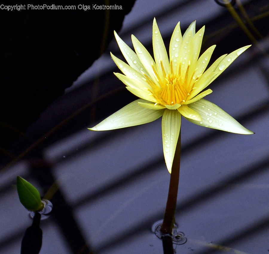Flower, Lily, Plant, Pond Lily, Bud