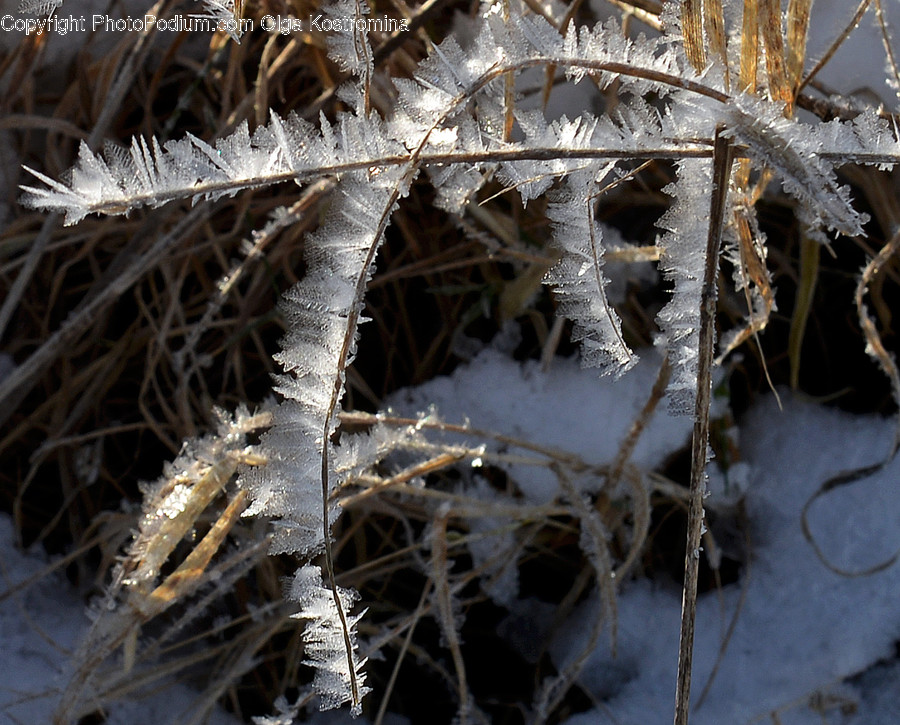 Frost, Ice, Outdoors, Snow, People