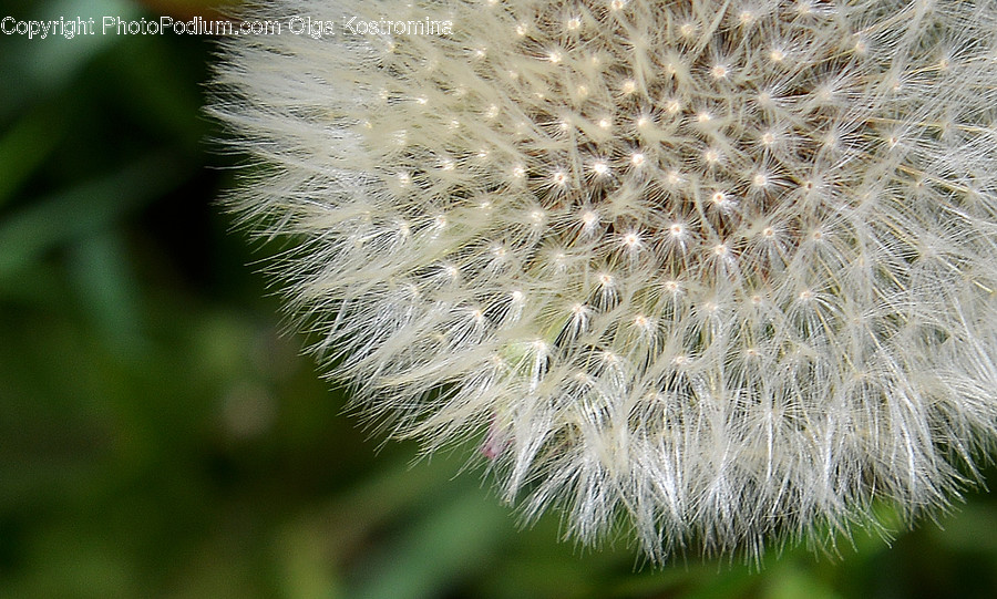 Dandelion, Flower, Plant, Allium, Blossom