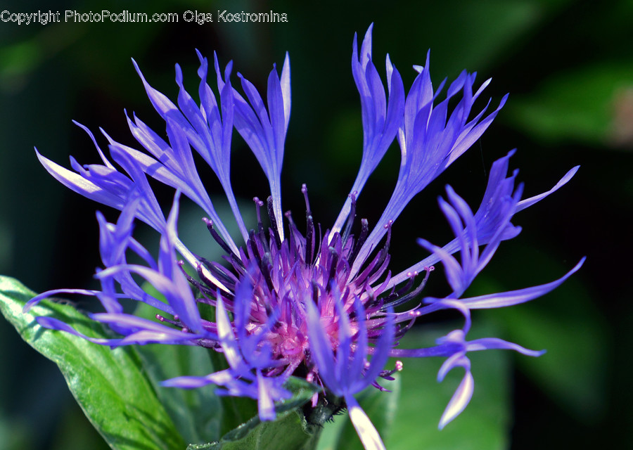 Blossom, Flora, Flower, Plant, Aster