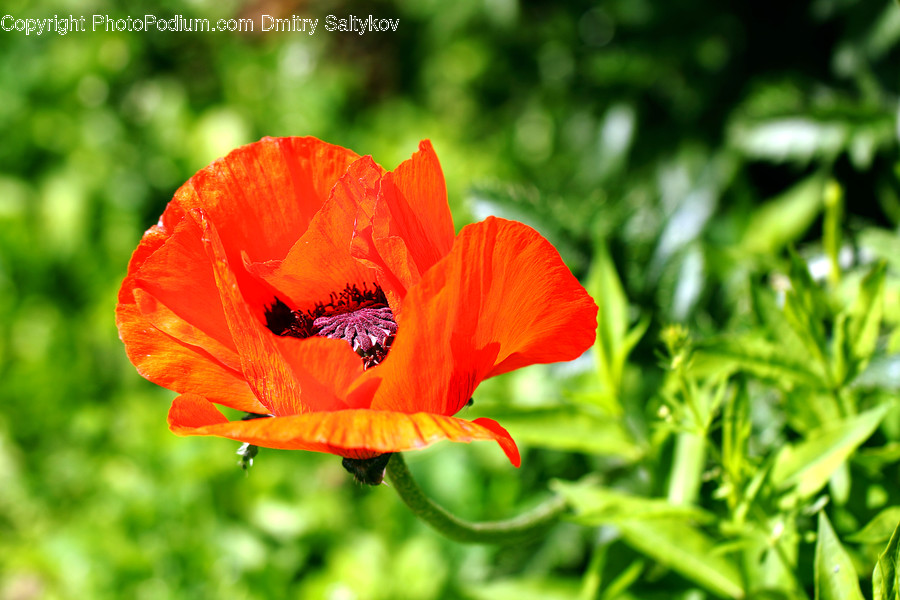 Blossom, Flora, Flower, Plant, Poppy