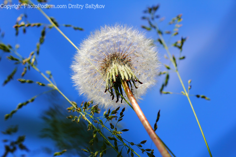 Dandelion, Flower, Plant, Blossom, Flora