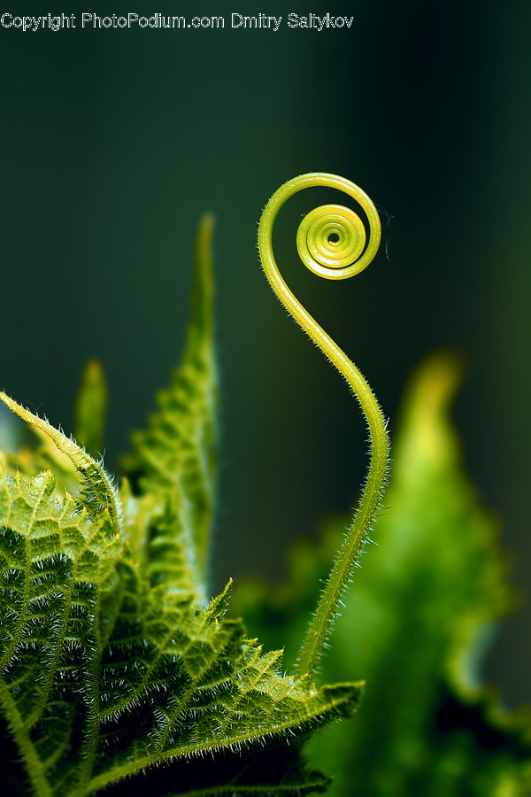 Fern, Plant, Moss, Blossom, Flora
