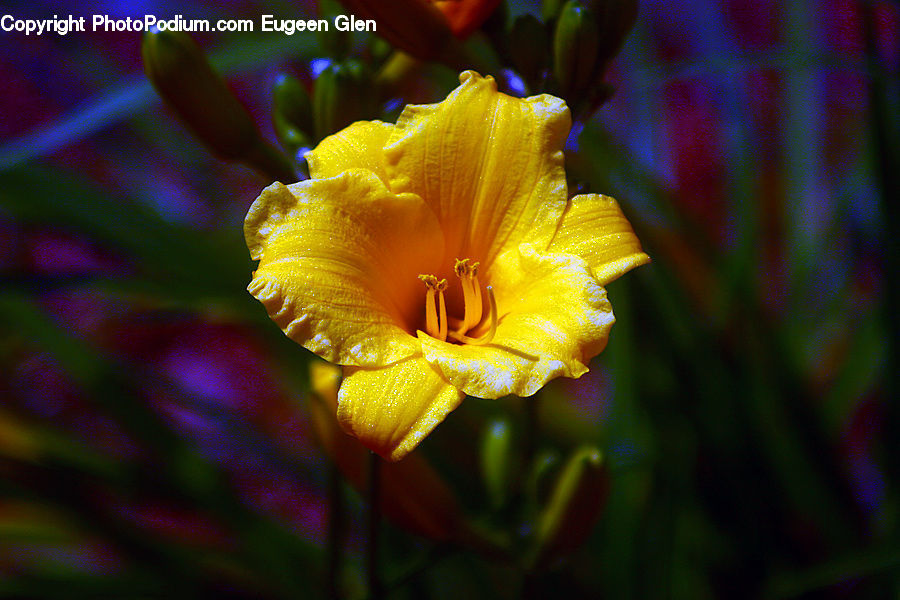 Flora, Flower, Gladiolus, Plant, Blossom, Daffodil, Crocus