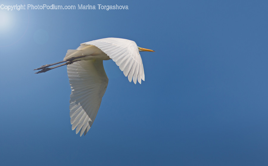 Ardeidae, Bird, Crane Bird, Heron, Dove