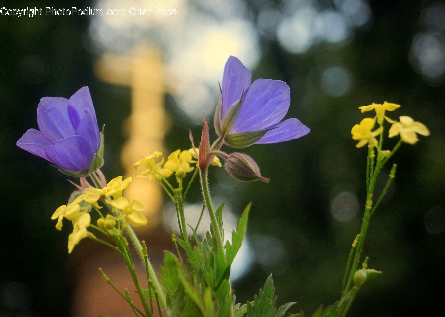 Blossom, Flora, Flower, Geranium, Plant