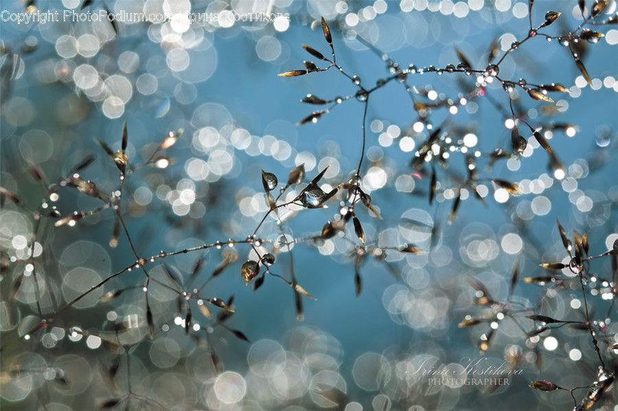 Blossom, Cherry Blossom, Flower, Flora, Plant