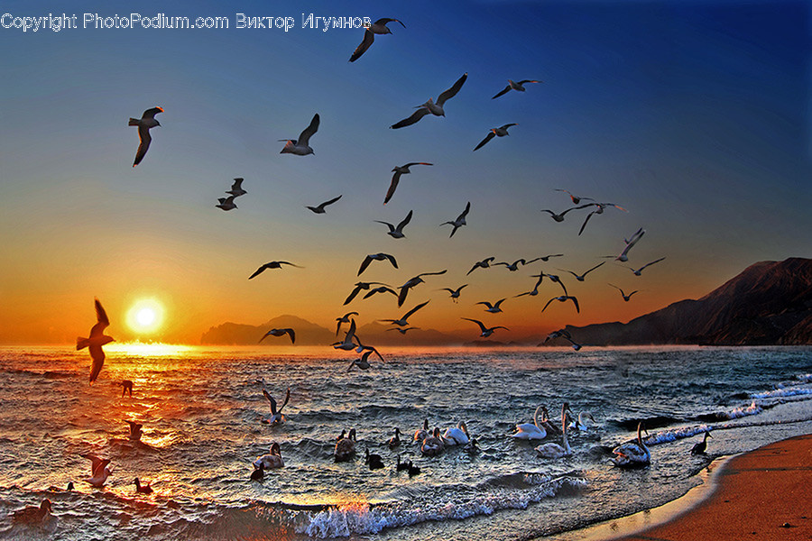 Beach, Coast, Outdoors, Sea, Water