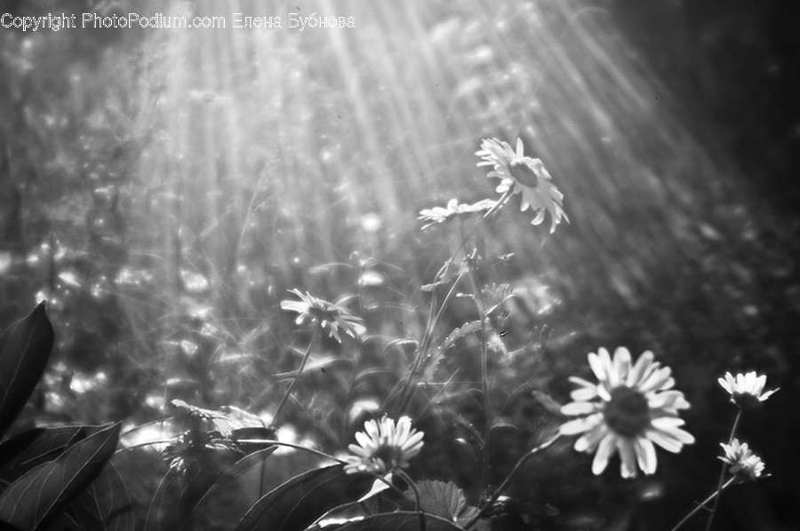 Daisies, Daisy, Flower, Plant, Cosmos