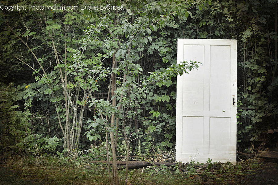 Outhouse, Shack, Ivy, Plant, Vine