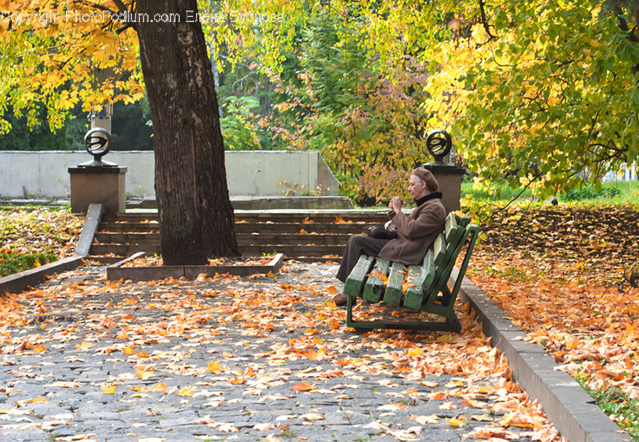 People, Person, Human, Park Bench, Bonsai
