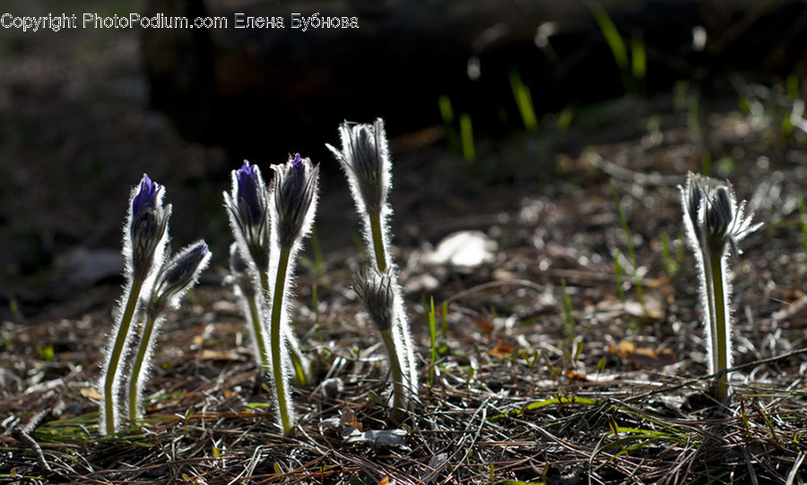 Blossom, Crocus, Flora, Flower, Plant