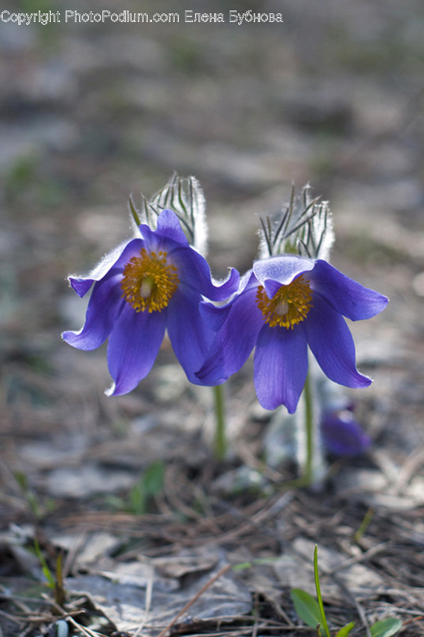 Blossom, Crocus, Flora, Flower, Plant
