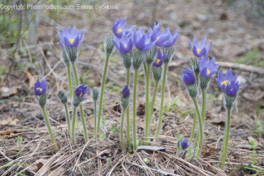 Blossom, Crocus, Flora, Flower, Plant