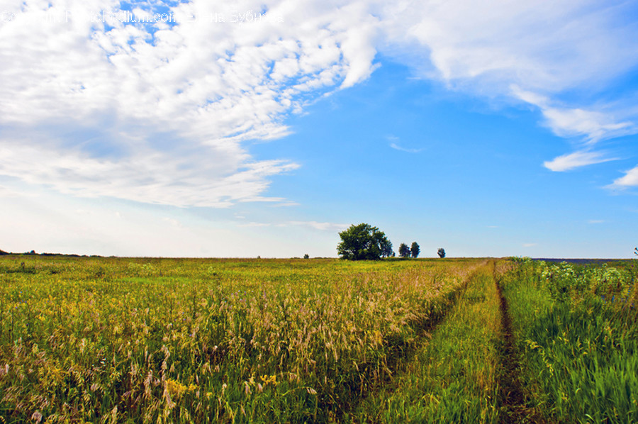 Field, Grass, Grassland, Land, Outdoors