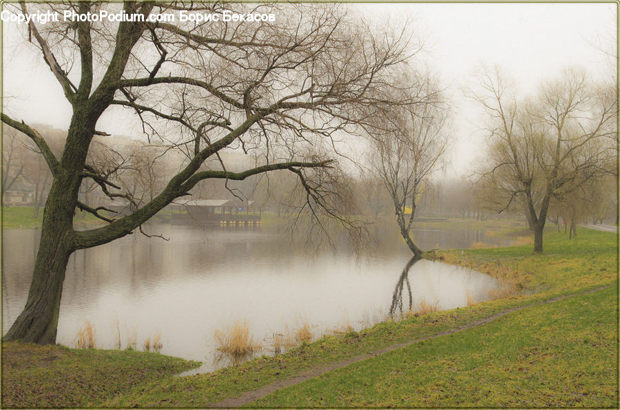 Plant, Tree, Willow, Fog, Mist, Outdoors, Dirt Road