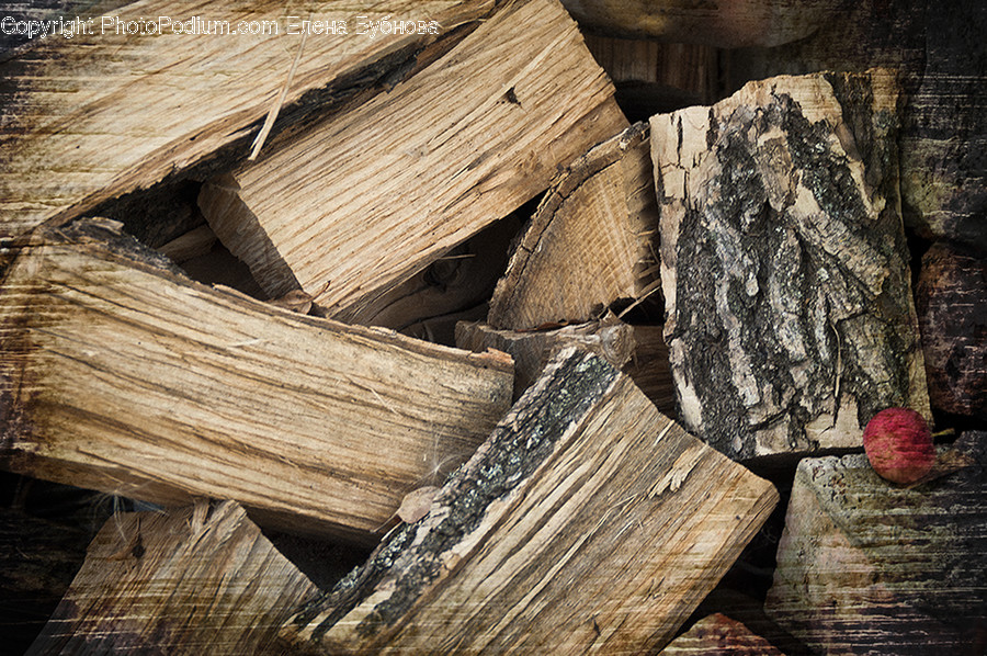 Ground, Soil, Lumber, Conifer, Plant