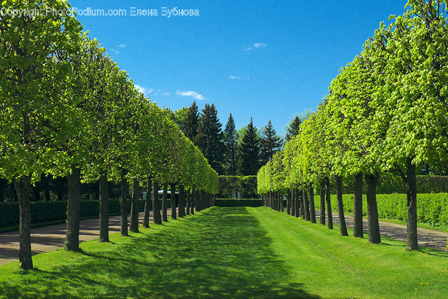 Conifer, Fir, Plant, Tree, Wood