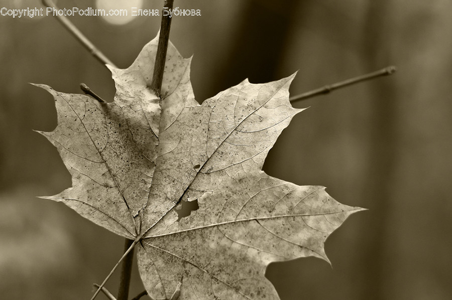 Maple, Maple Leaf, Plant, Oak, Tree
