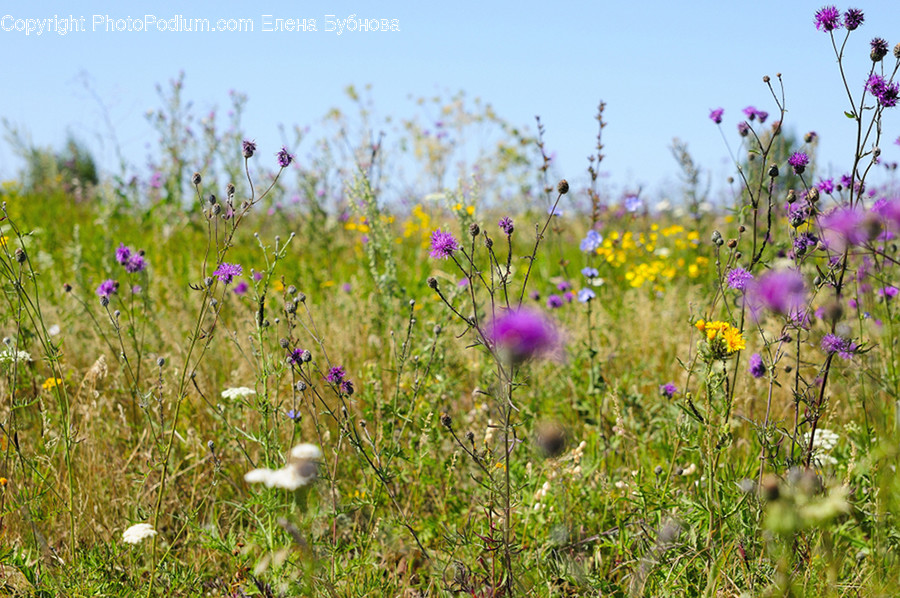 Flora, Flower, Plant, Thistle, Weed