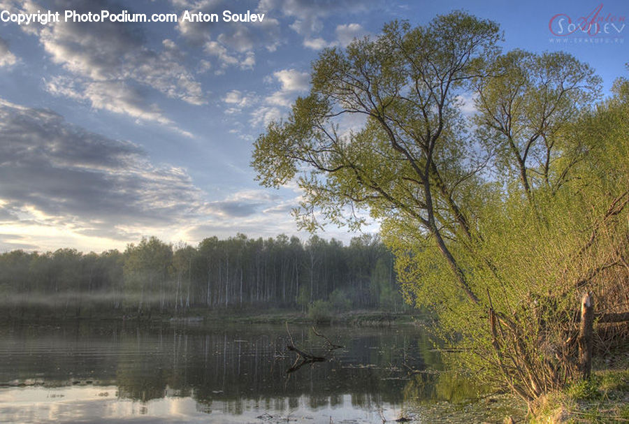 Land, Marsh, Outdoors, Swamp, Water, Pond, Landscape