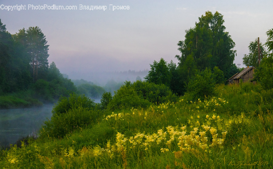 Field, Grass, Grassland, Meadow, Outdoors