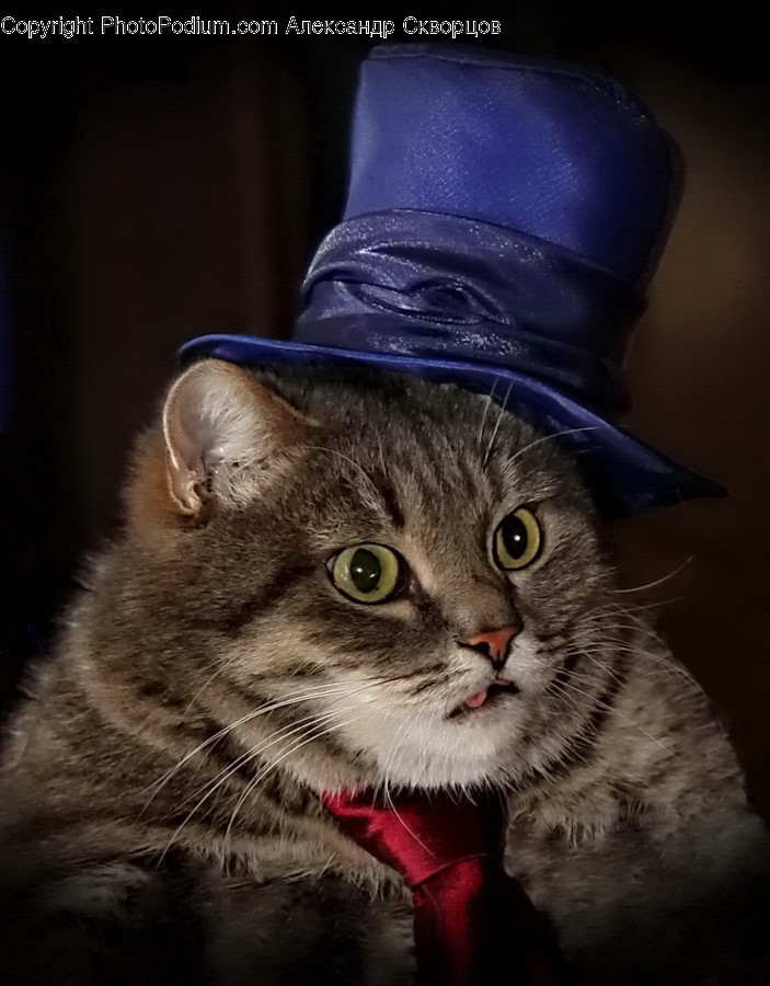 Animal, Adorable, Cap, Hat, Person